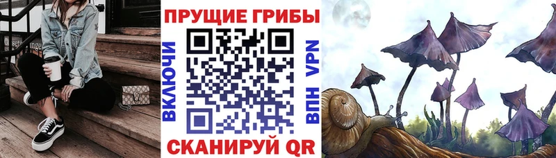 Галлюциногенные грибы Cubensis darknet клад Советская Гавань МЕГА tor